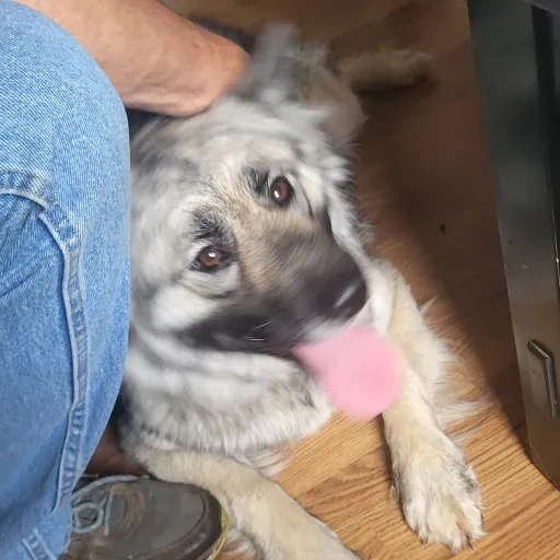 talkie's author avatar