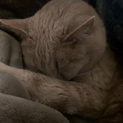 creator clueless but sober's avatar