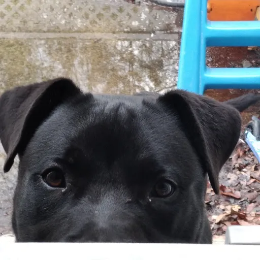 creator Laura/X23's avatar