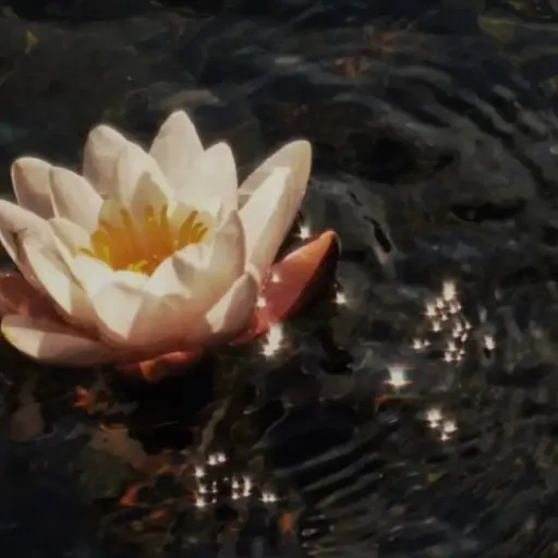 creator ~•*✦𝐽𝑒𝑚𝑖✦*•~'s avatar