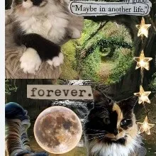 creator Sunset_onpawzz🌿🐾's avatar