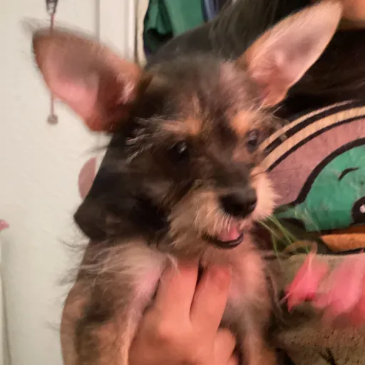 creator 🐶✨d0g g!r|✨🐶's avatar