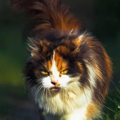 creator 🥀🦇🪶🐾🕸☁🪽's avatar