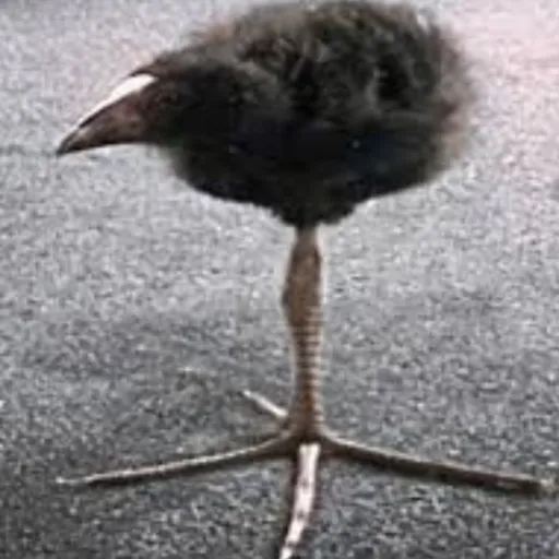 creator MasterBaiter9000's avatar