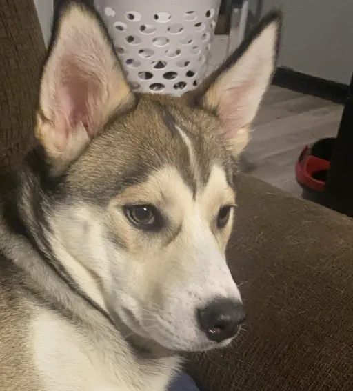 creator May lily's avatar