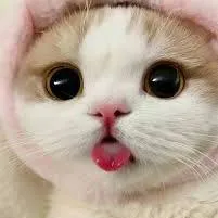 creator Meraud's avatar