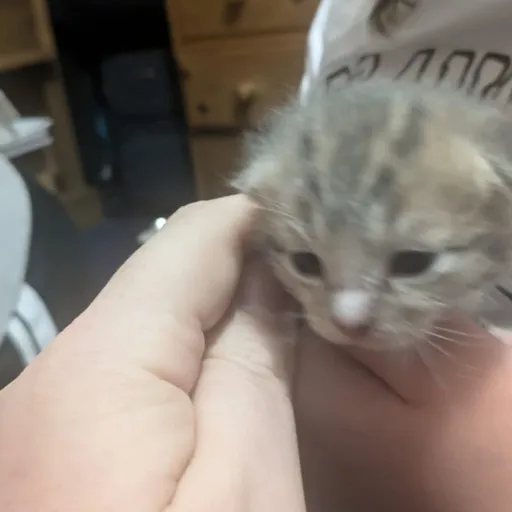 creator eva grace's avatar