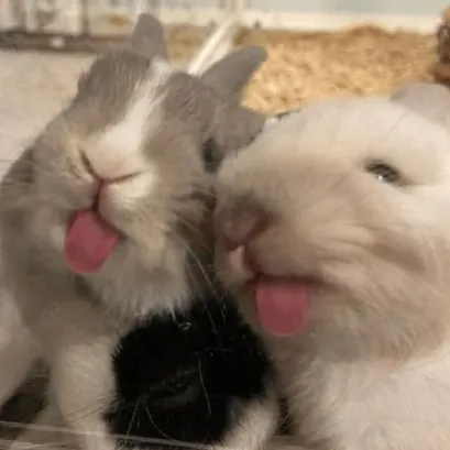 creator $$ELLIE$$'s avatar