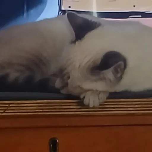 talkie's author avatar