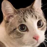 creator MoewBalls's avatar