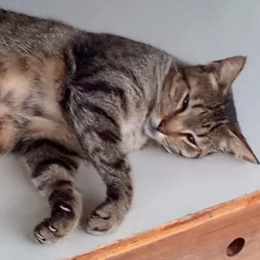 creator 💜 Mystic 💜's avatar