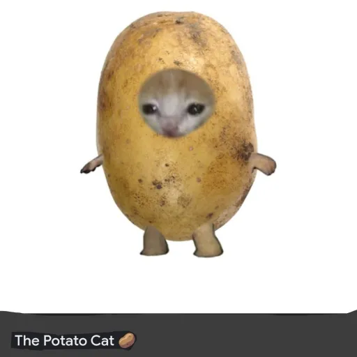 creator potato🥔cat😼's avatar