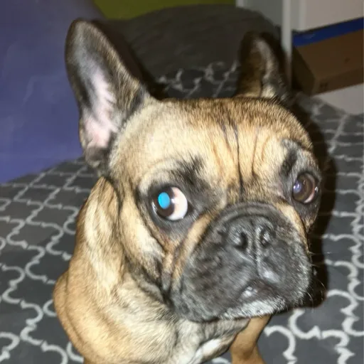 creator Silly fox 😛's avatar