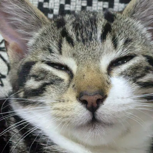 creator ...THE UNKNOWN...'s avatar