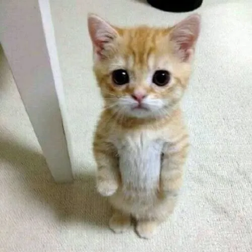 creator ✨Golden-creator✨'s avatar