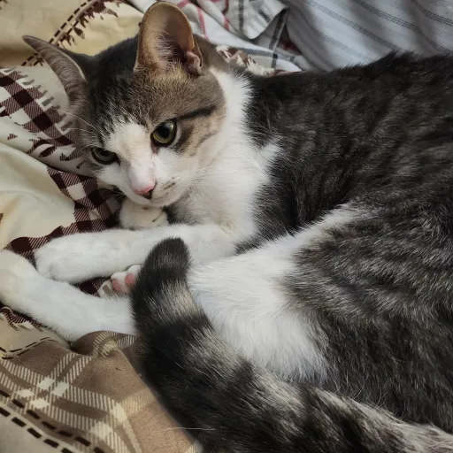 talkie's author avatar