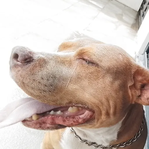 creator Arya is so sigma's avatar