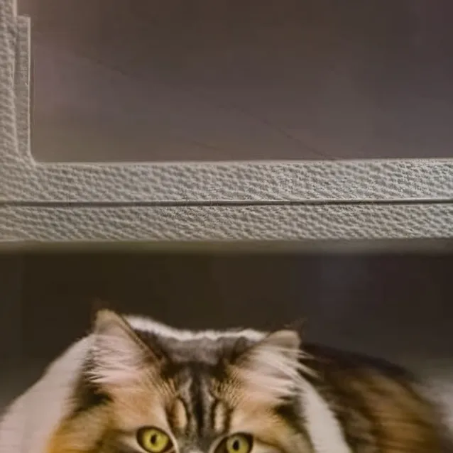 chat with ai character: FAT CAT