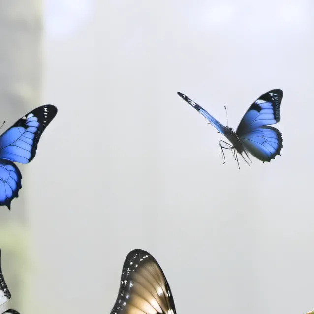 chat with ai character: the butterfly help