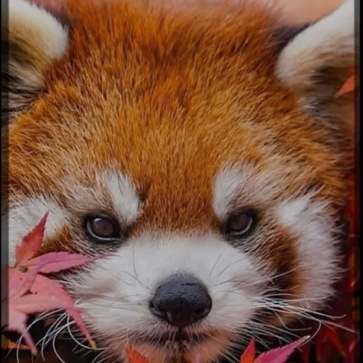 creator /❤Red Panda❤\'s avatar