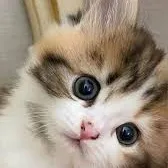 creator CUT3K1TTYK4T's avatar