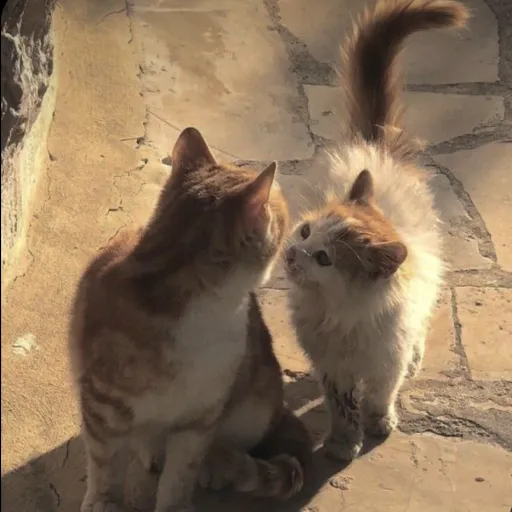 creator Yannanotyanna_Y/n's avatar