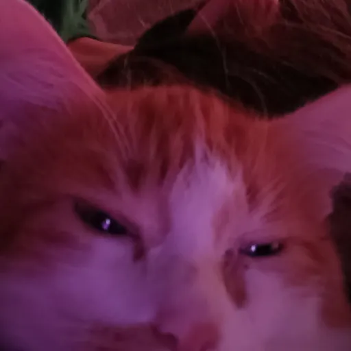 creator max❤️❤️❤️❤️'s avatar