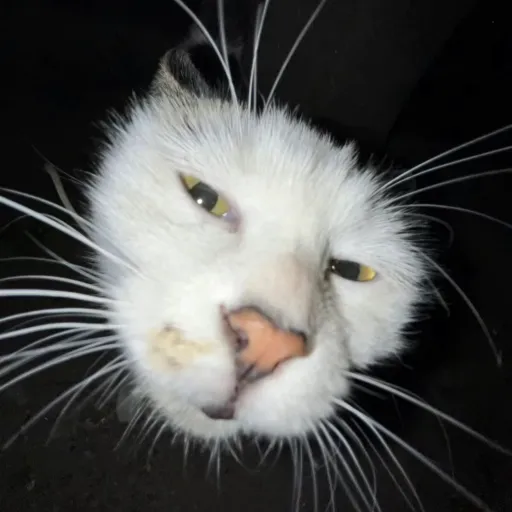 creator _egg's avatar