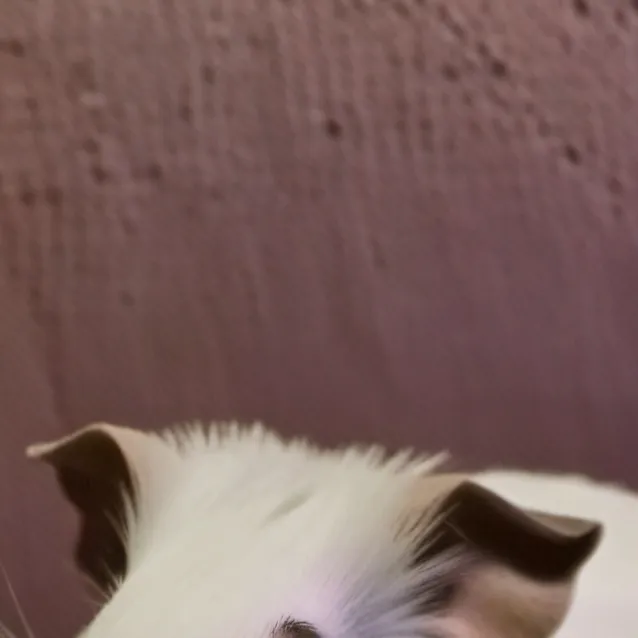 chat with ai character: Guinea pig