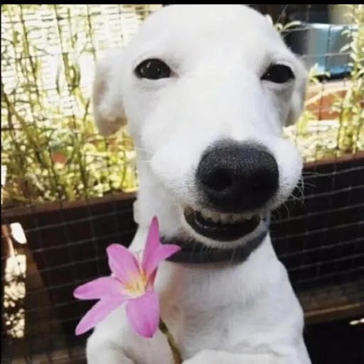 creator مِقْبَس's avatar