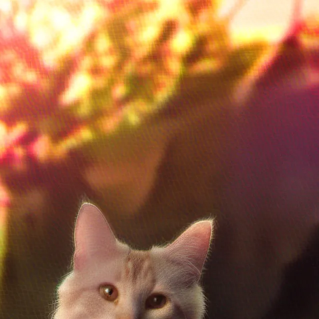 chat with ai character: gato 