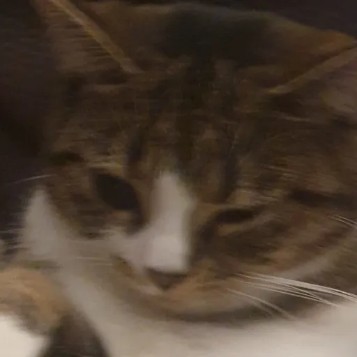 creator Natalie👁👄👁💅✨️🐔's avatar