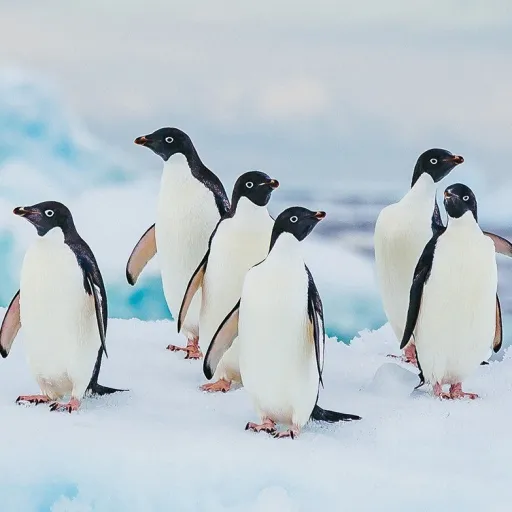 creator talkie creater2.0's avatar