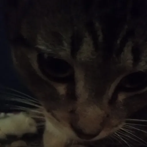 creator ∆★Bill & Luna★∆'s avatar