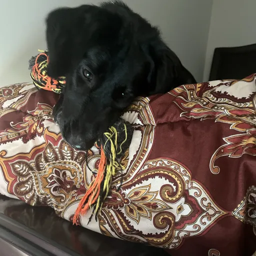 creator Layslayoftheday's avatar