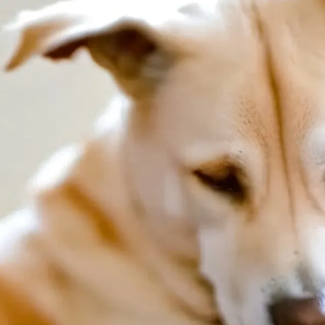 chat with ai character: dog and kittens