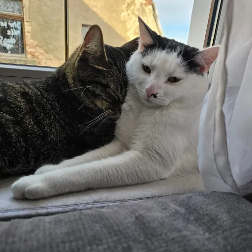 talkie's author avatar