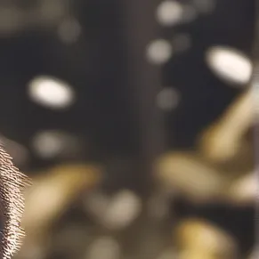 chat with ai character: Huskerdusy