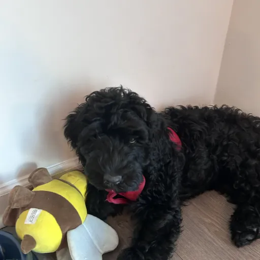 talkie's author avatar