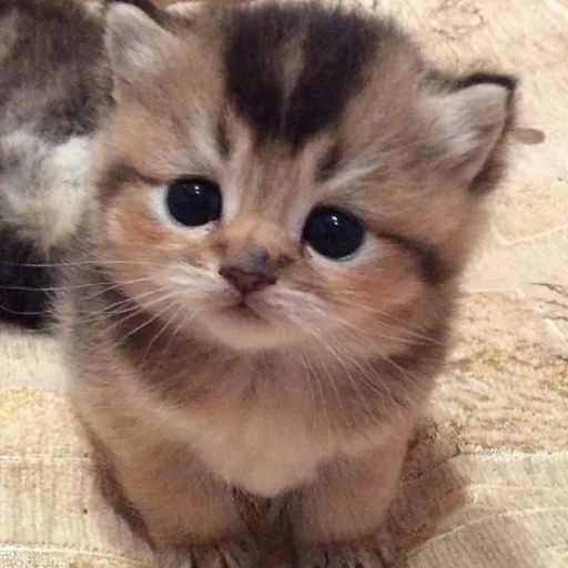 creator Mr. Cat Principal's avatar