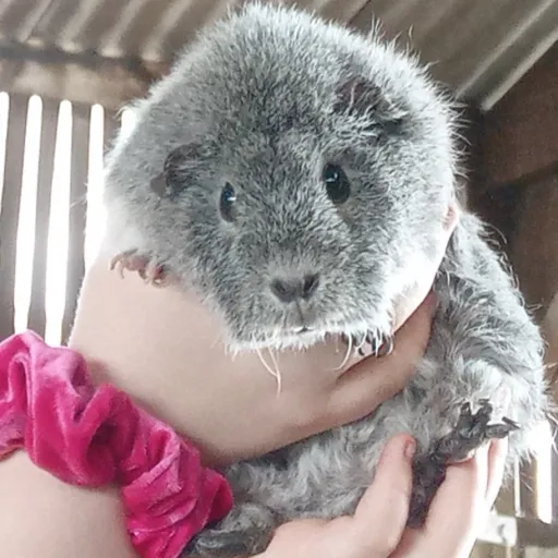 creator BTS ARMY 💜 방탄소년단's avatar