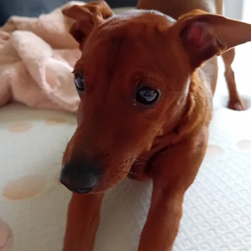 creator 🐶dog🔸️lover🐶's avatar