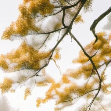 chat with ai character: Try not to say no