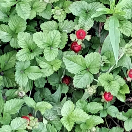 creator Strawberry_Gaming♡'s avatar