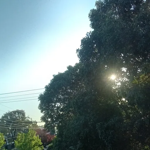 creator Callmeaves's avatar