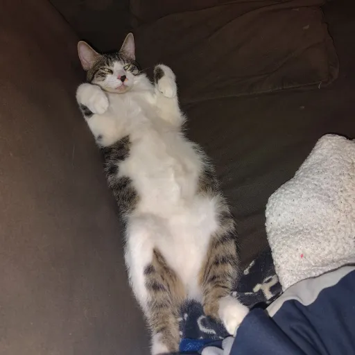 creator Im an idiot?!'s avatar