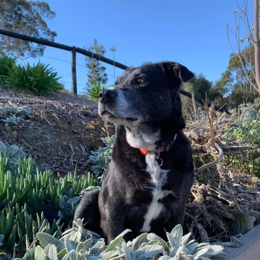 creator Lillian Myrtle!'s avatar