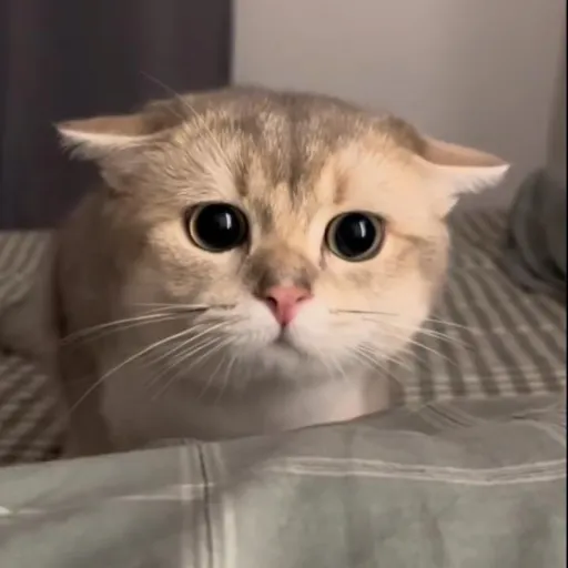 creator azariaP2020's avatar