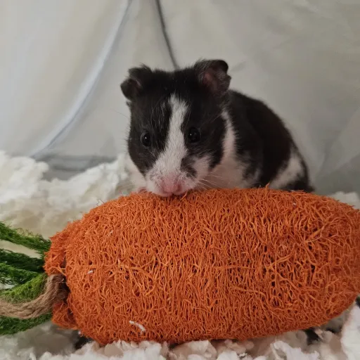 talkie's author avatar