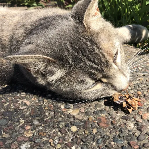 creator CATSrAWESOME's avatar